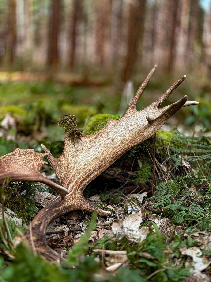 Antler Shed Season - Antler Chew