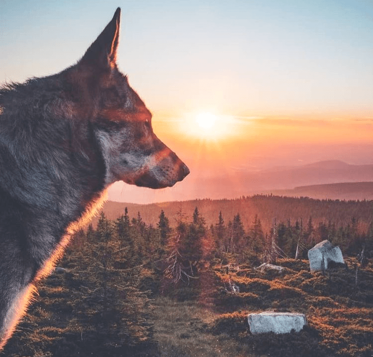 Tail-Wagging Outdoor Adventures - Antler Chew