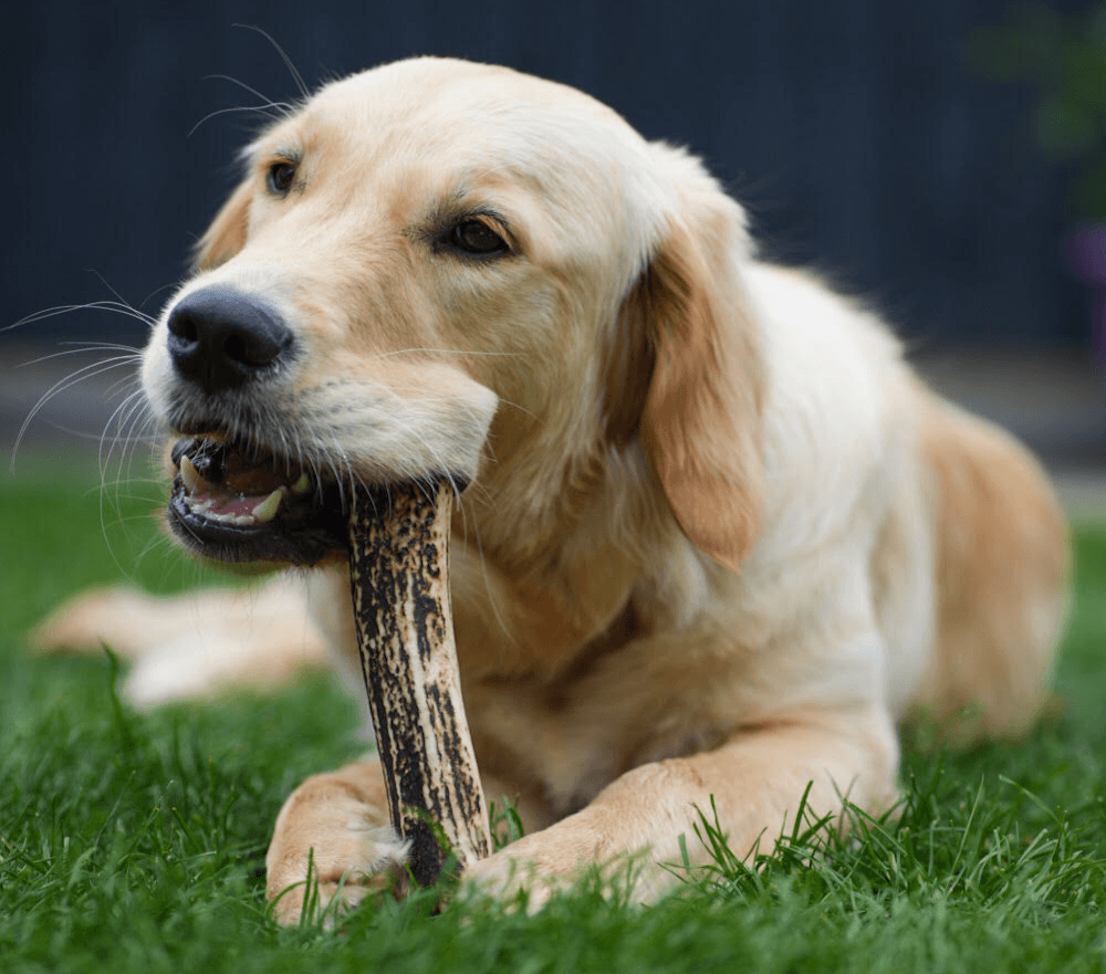 Frequently Asked Questions - Antler Chew