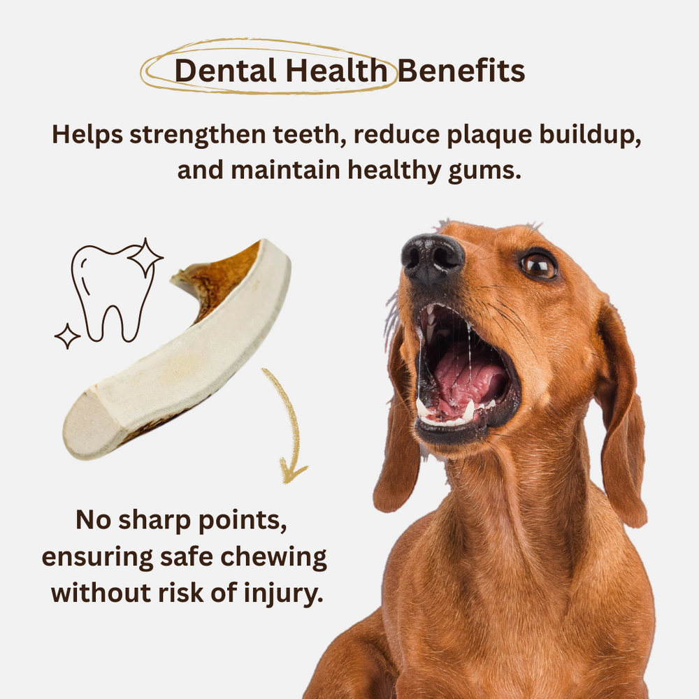 Natural Moose Dog Chews: Long-lasting, mineral-rich, Sustainable chews with harder marrow for lasting chewing sessions.  - Antler Chew