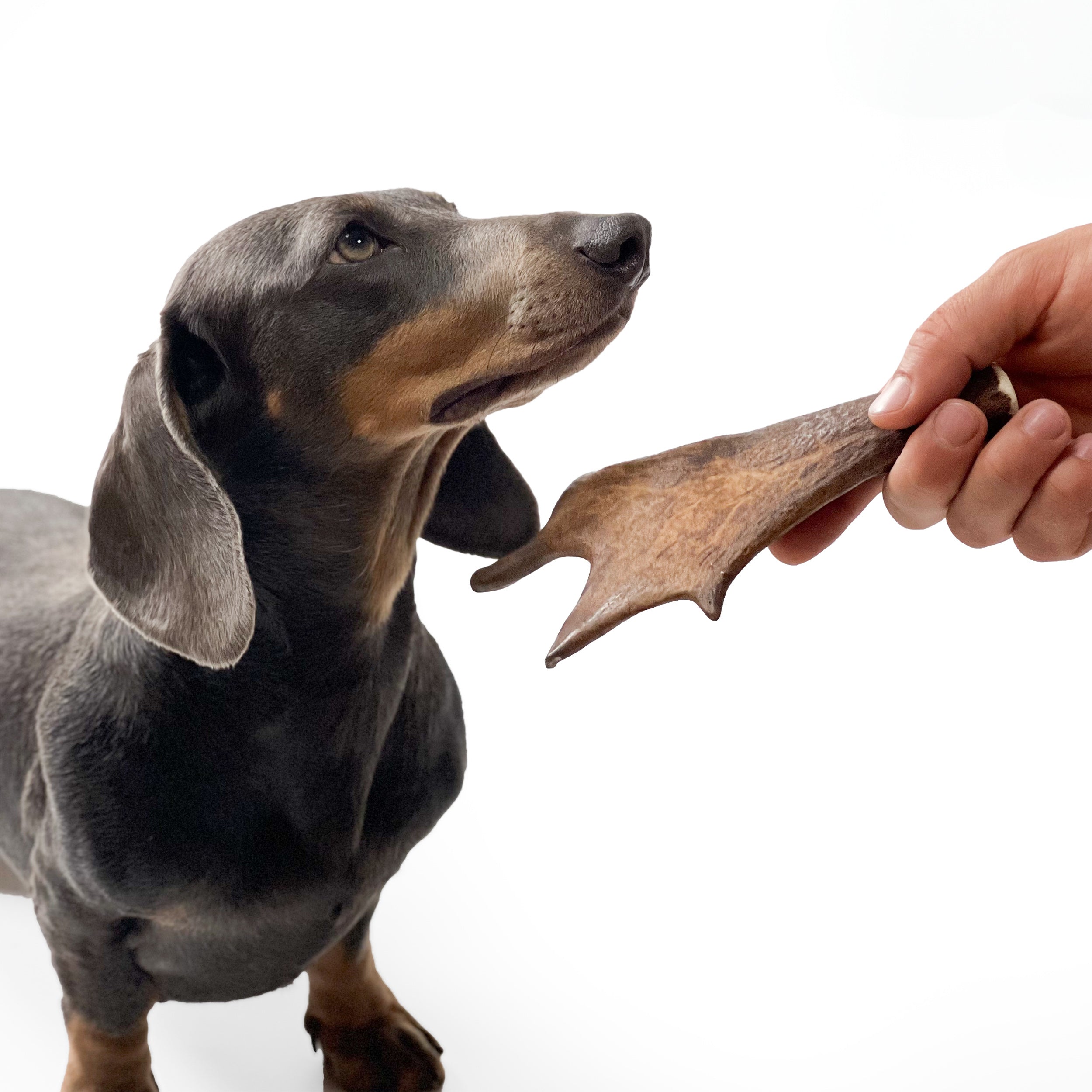 Fallow Deer Antler Chew - Main Image