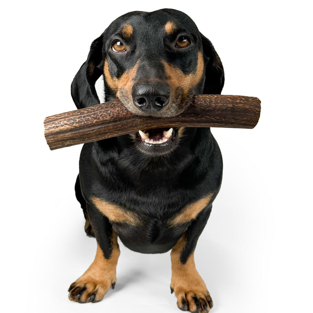 - Antler Chew