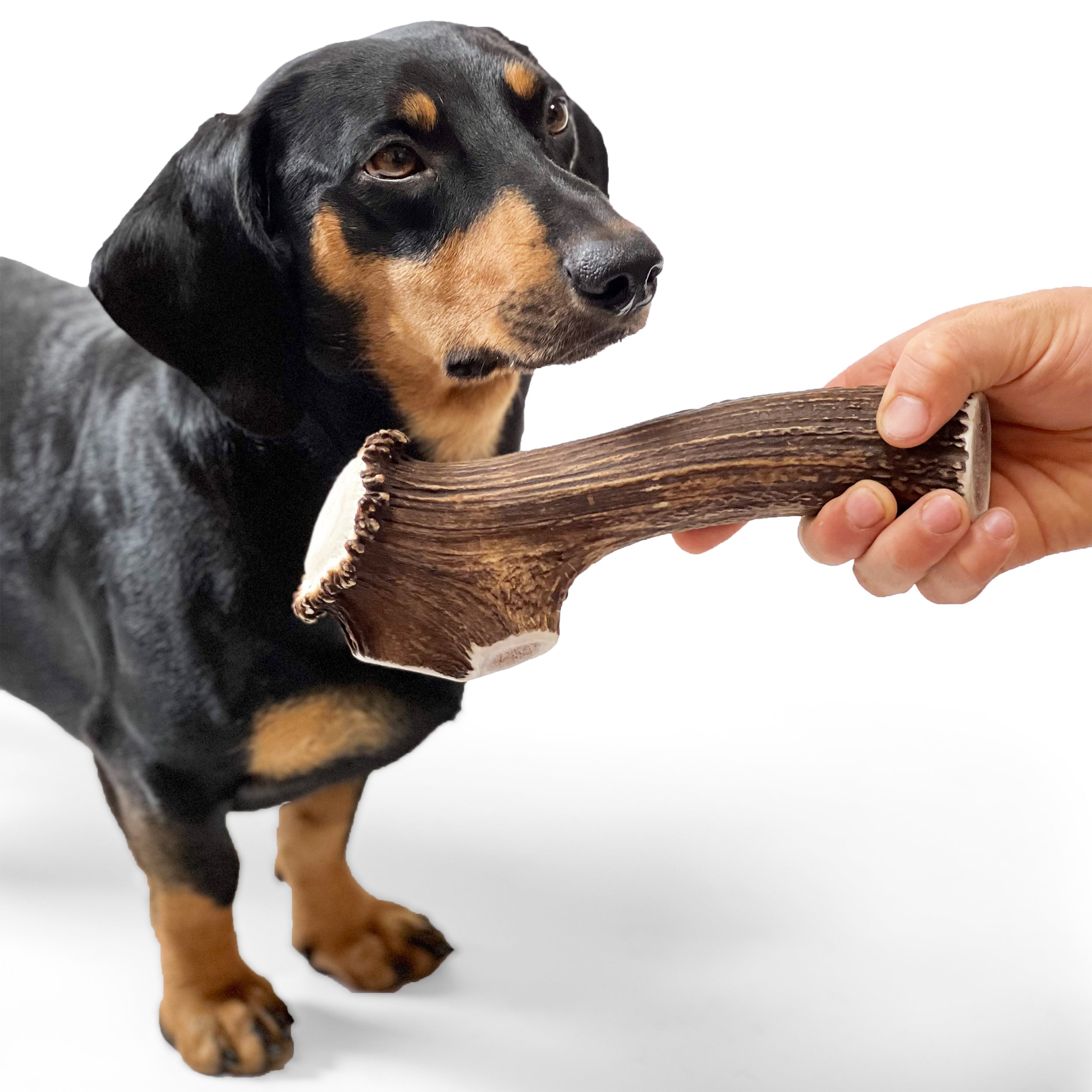 All-Natural Deer Antler Chew for Dogs