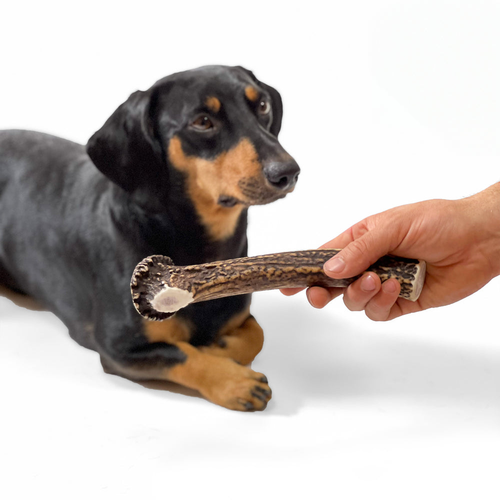100% natural Red Deer Dog Chews for medium hard chewers. Packed with minerals and protein to clean and strengthen teeth. Sustainable and naturally shed.  - Antler Chew