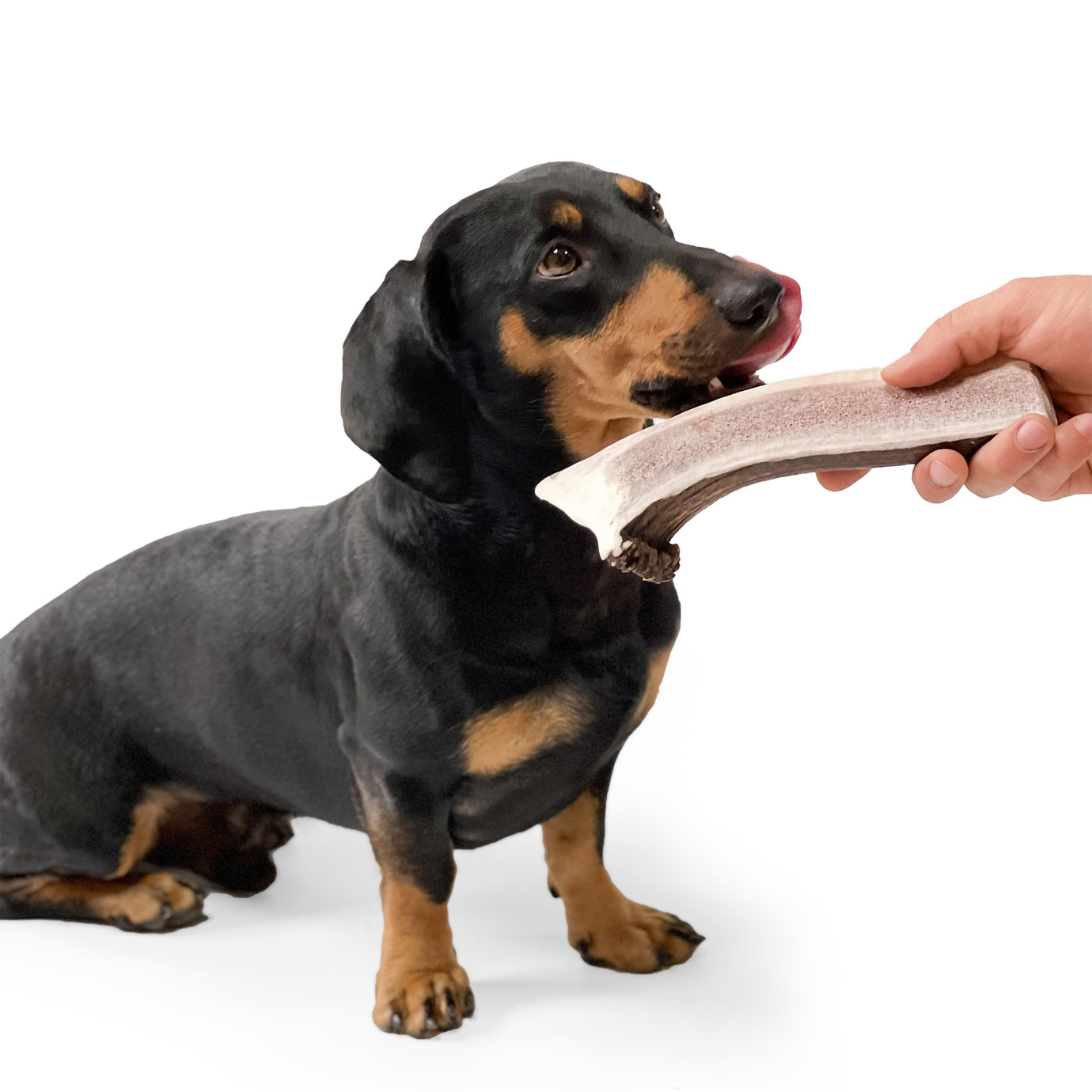 Natural Red Deer Split Antlers provide entertainment for non-power chewers. Puppy friendly from 12 weeks. Full of minerals and protein.  - Antler Chew