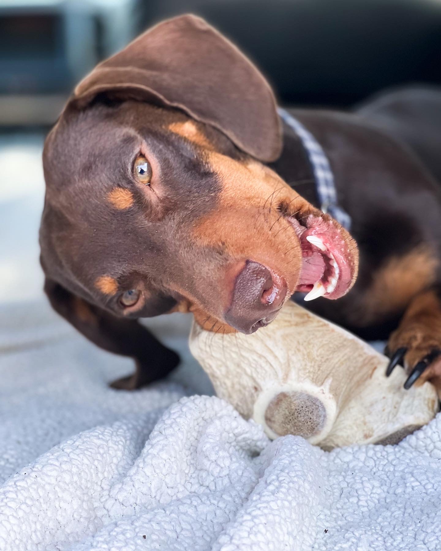 The Benefits of Antler Chews for Dogs of All Breeds