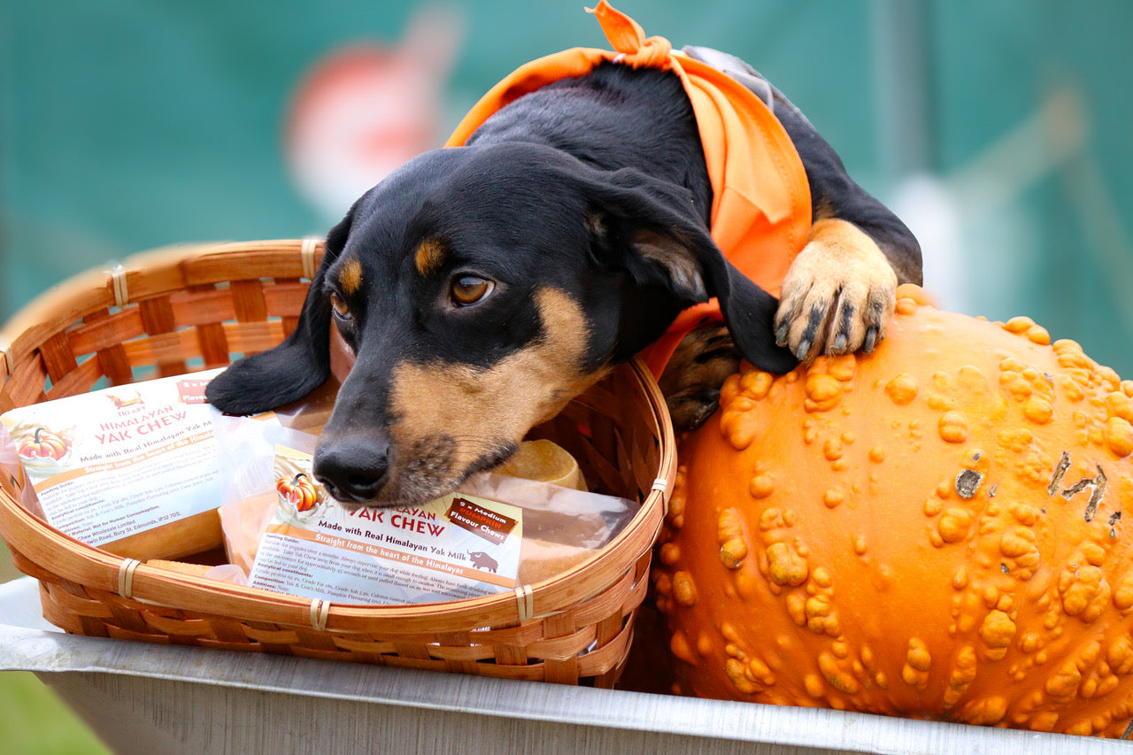 🎃Did someone said Pumpkin Spice ?! 🎃