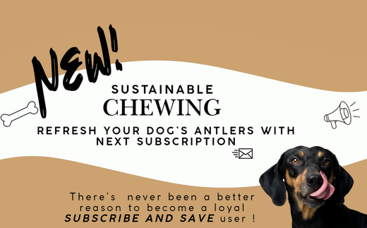 Introducing the Antler Exchange Program: Sustainable Chewing for Your Dog 🐾