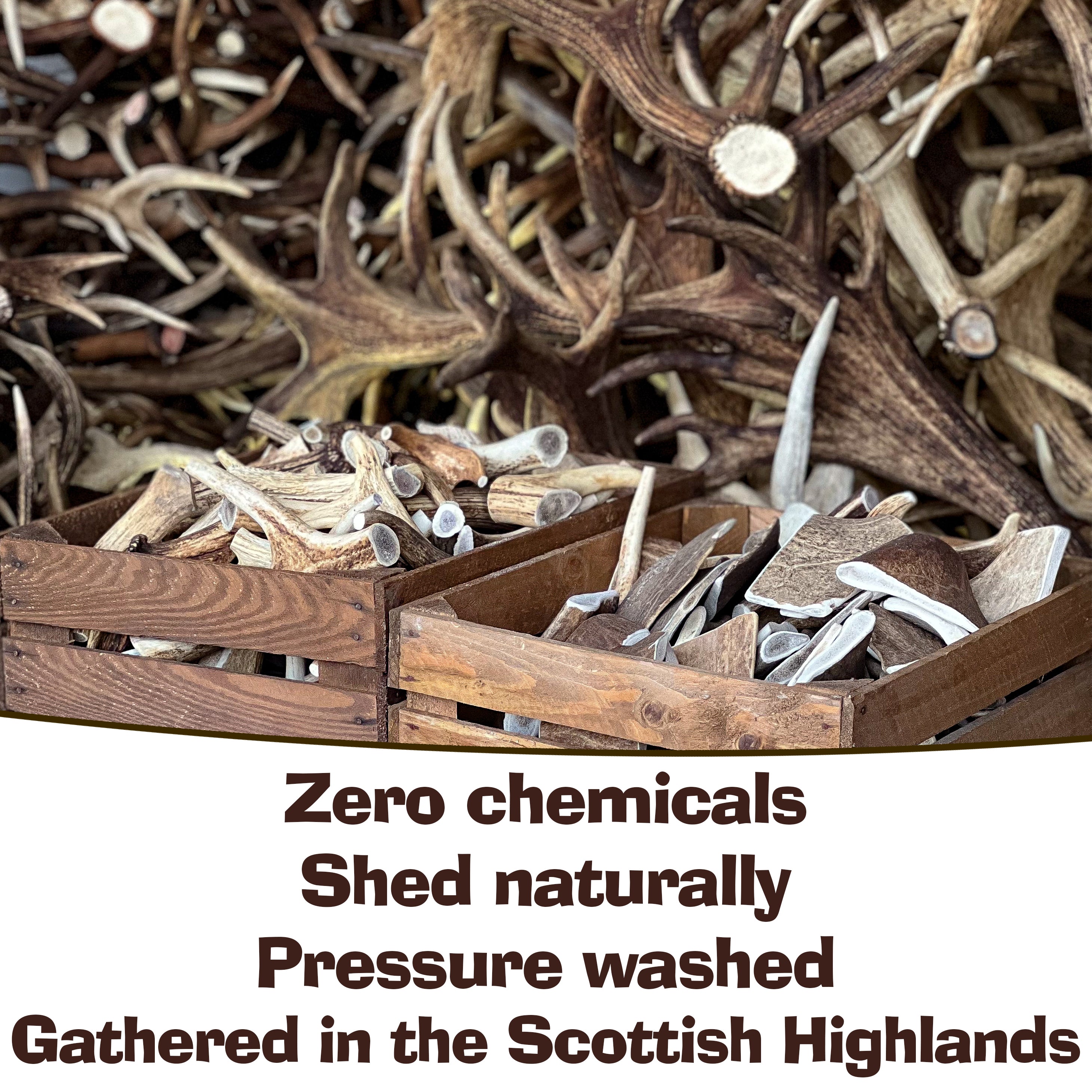 JUMBO SXL - Red Deer Antler 450g+ - Antler Chew