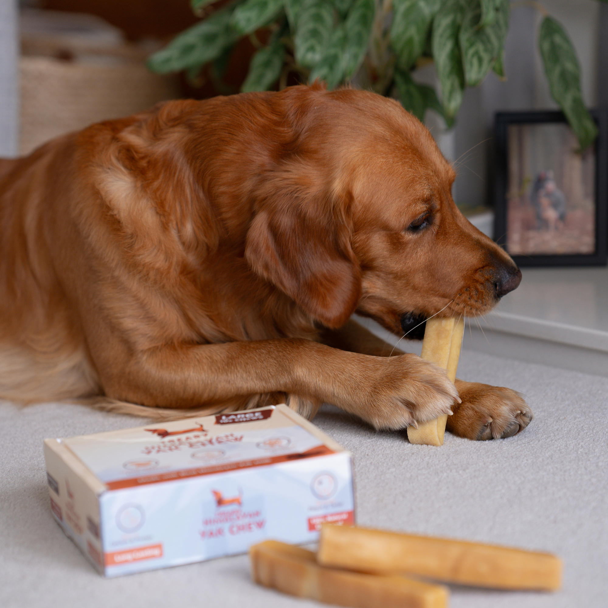   - Antler Chew 