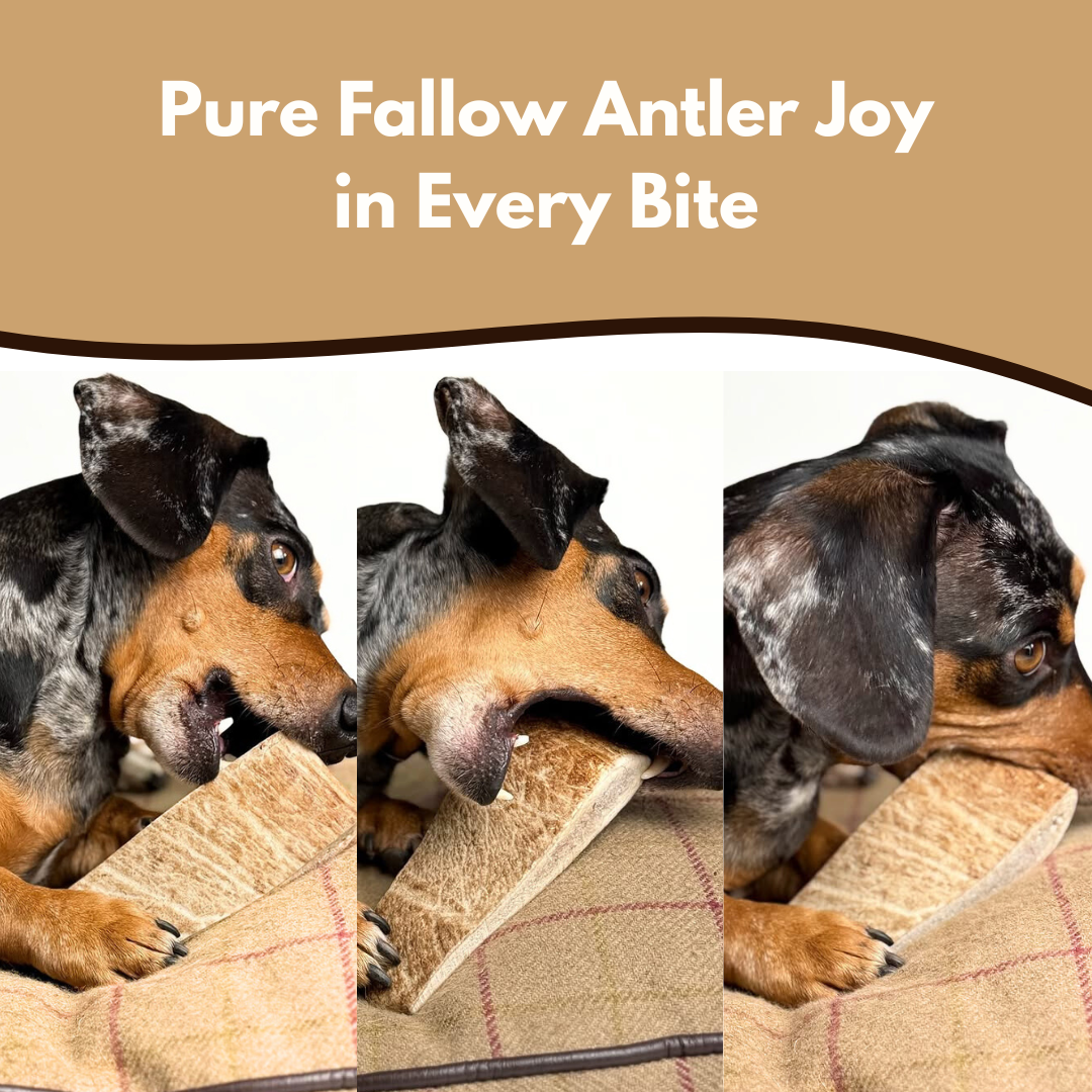 100% Natural Fallow Deer Dog Chews for soft to medium chewers. Packed with minerals, protein, and calcium to strengthen teeth. Sustainable sourced.  - Antler Chew 