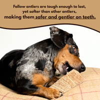 100% Natural Fallow Deer Dog Chews for soft to medium chewers. Packed with minerals, protein, and calcium to strengthen teeth. Sustainable sourced.  - Antler Chew 