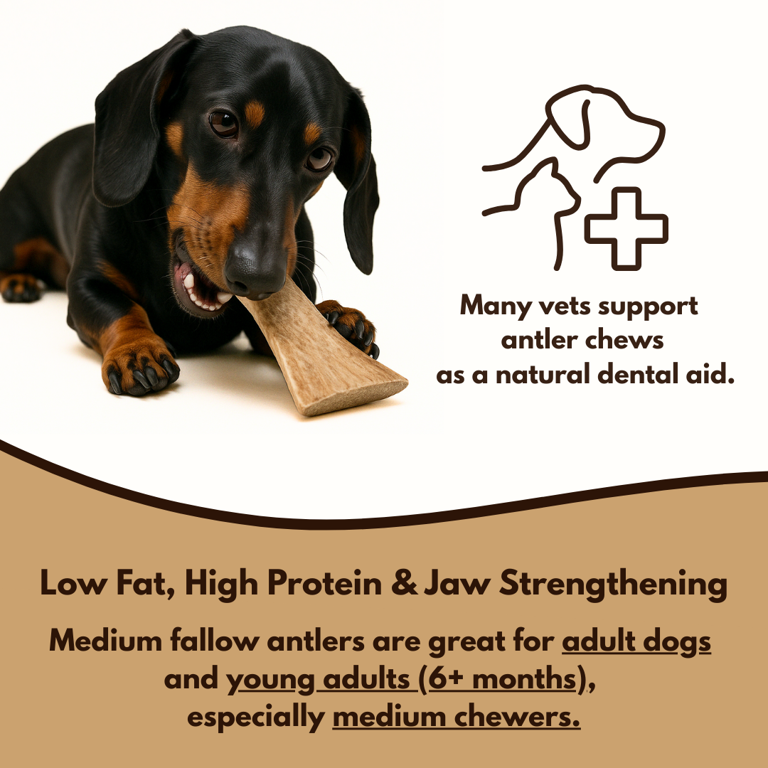 100% Natural Fallow Deer Dog Chews for soft to medium chewers. Packed with minerals, protein, and calcium to strengthen teeth. Sustainable sourced.  - Antler Chew 