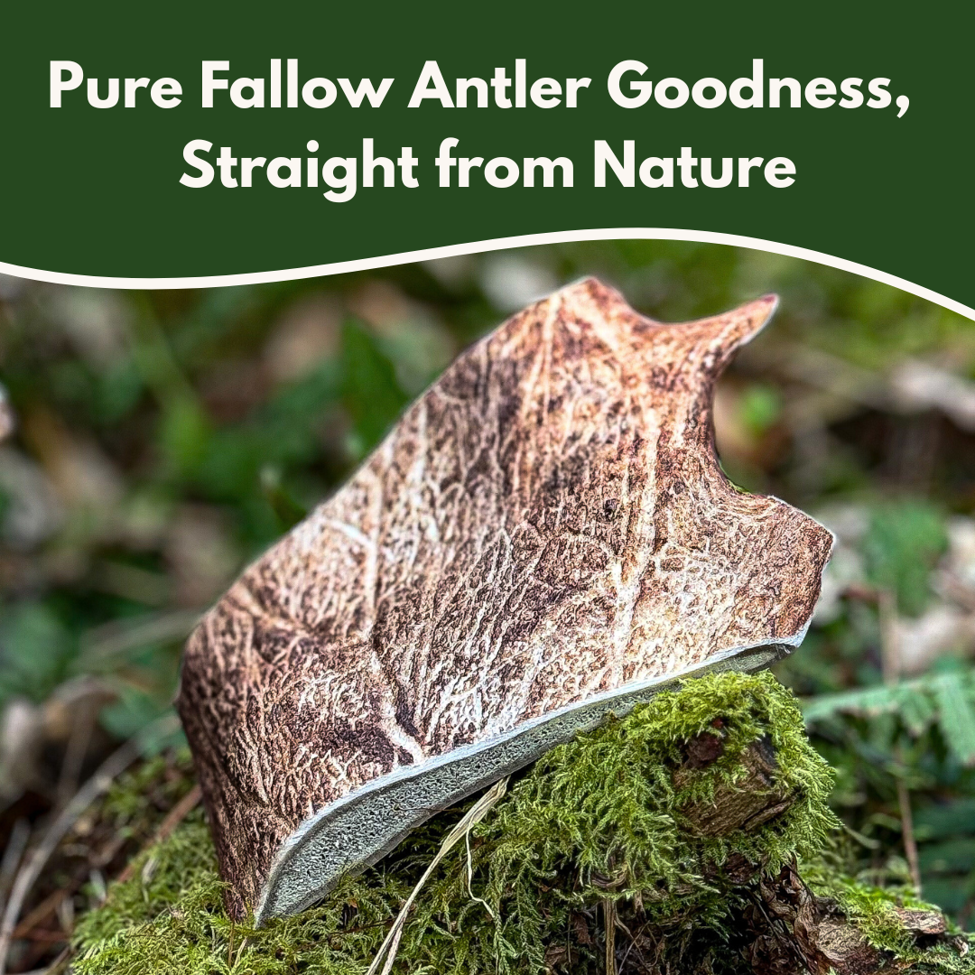 100% Natural Fallow Deer Dog Chews for soft to medium chewers. Packed with minerals, protein, and calcium to strengthen teeth. Sustainable sourced.  - Antler Chew 