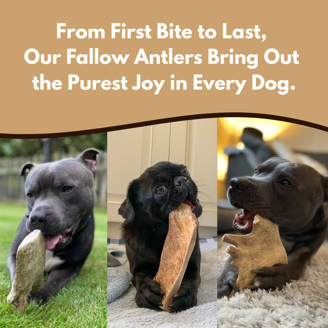 100% Natural Fallow Deer Dog Chews for soft to medium chewers. Packed with minerals, protein, and calcium to strengthen teeth. Sustainable sourced.  - Antler Chew 
