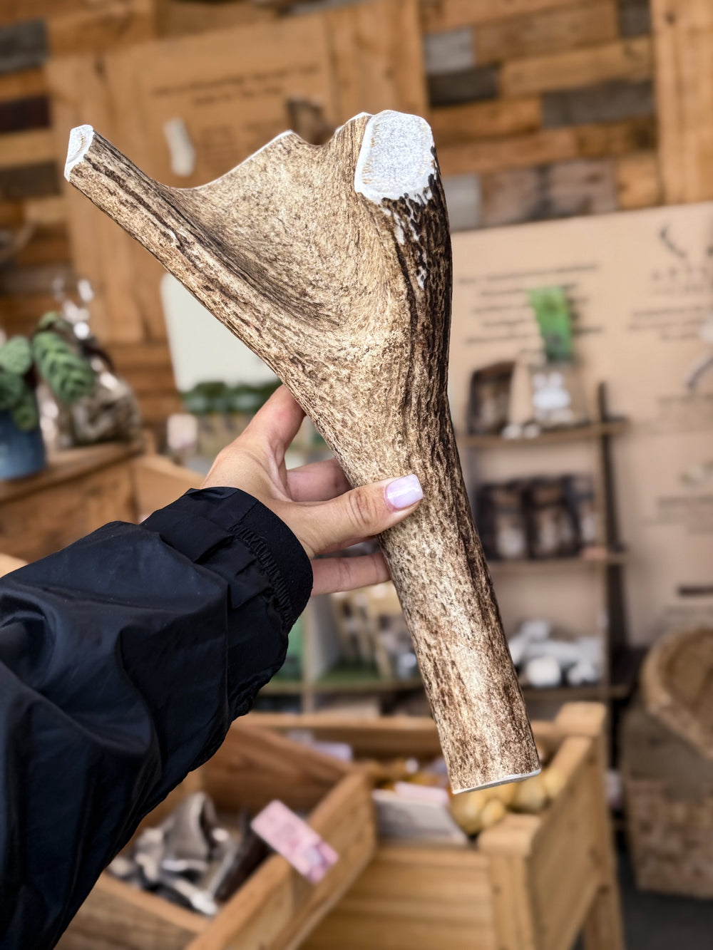 HUGE - Red Deer Antler 810g - 30 cm