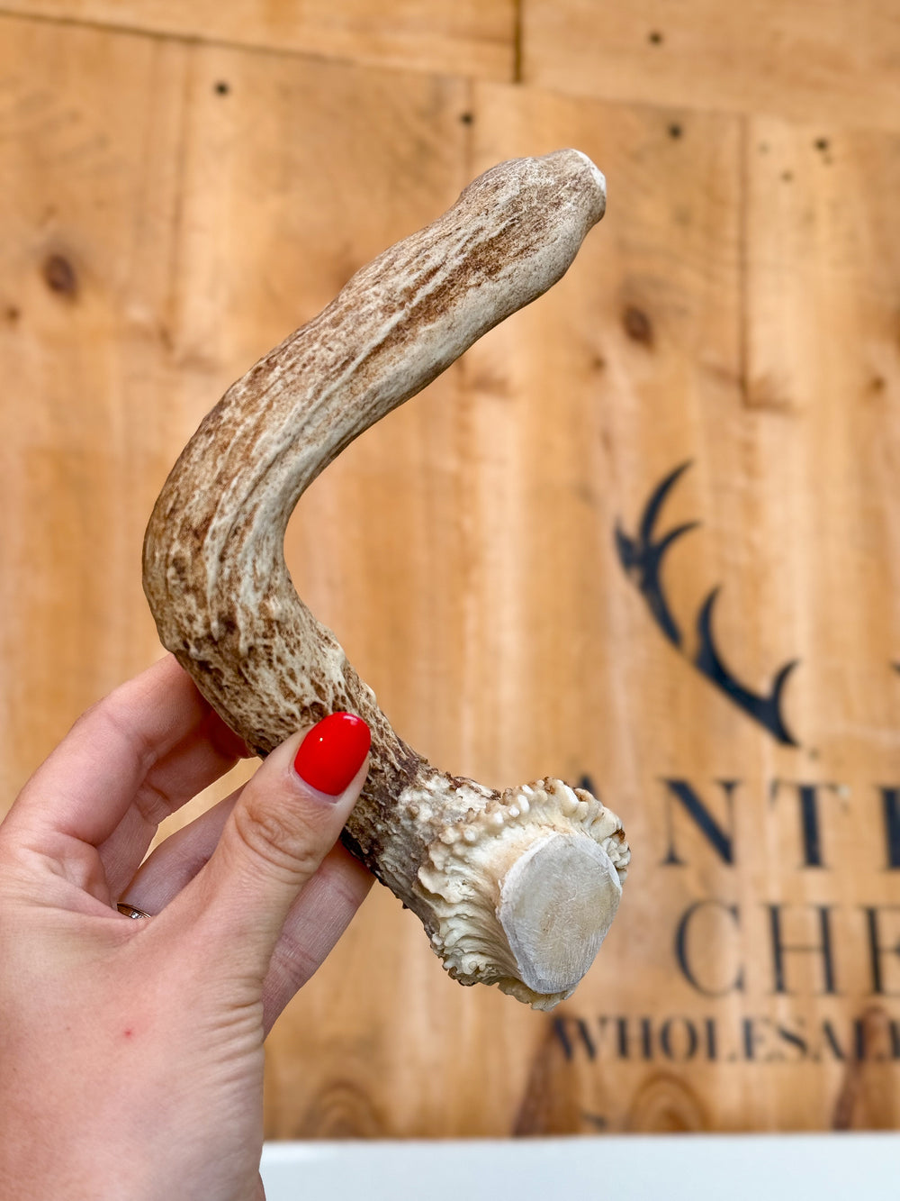 Elk Antler 223G / 19CM