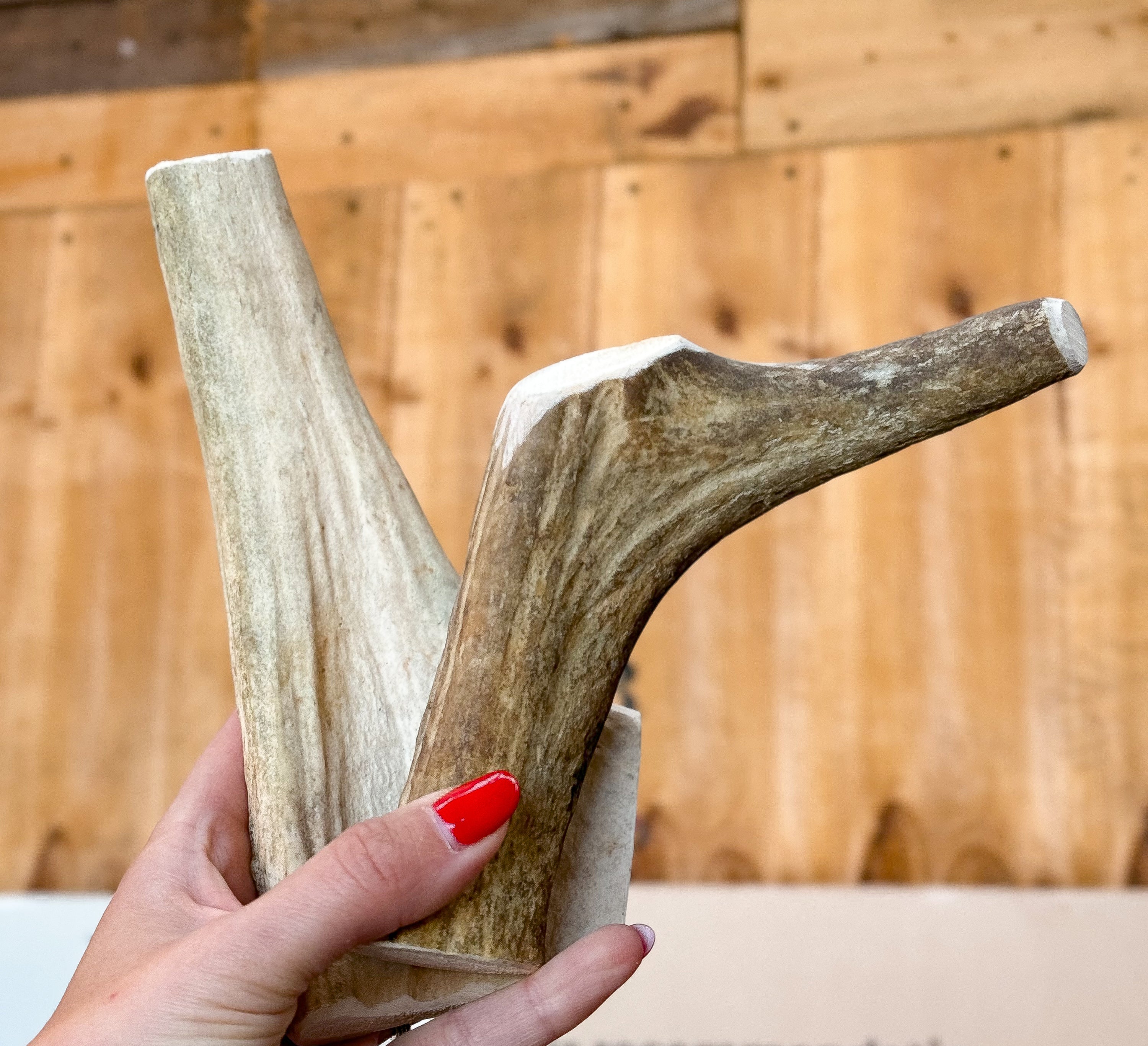 Elk Antler -Bundle  of two 399 G / 19CM