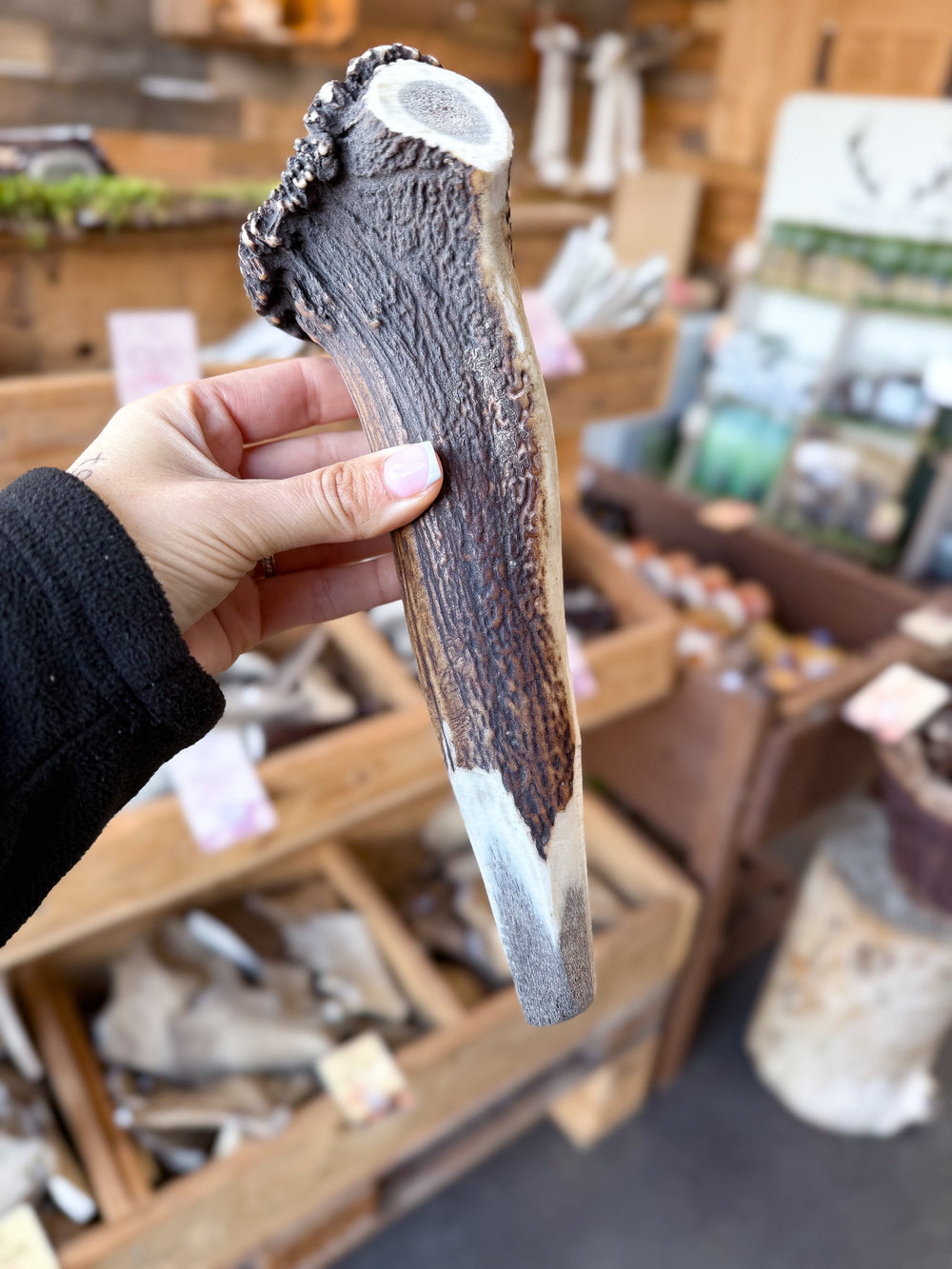   - Antler Chew 