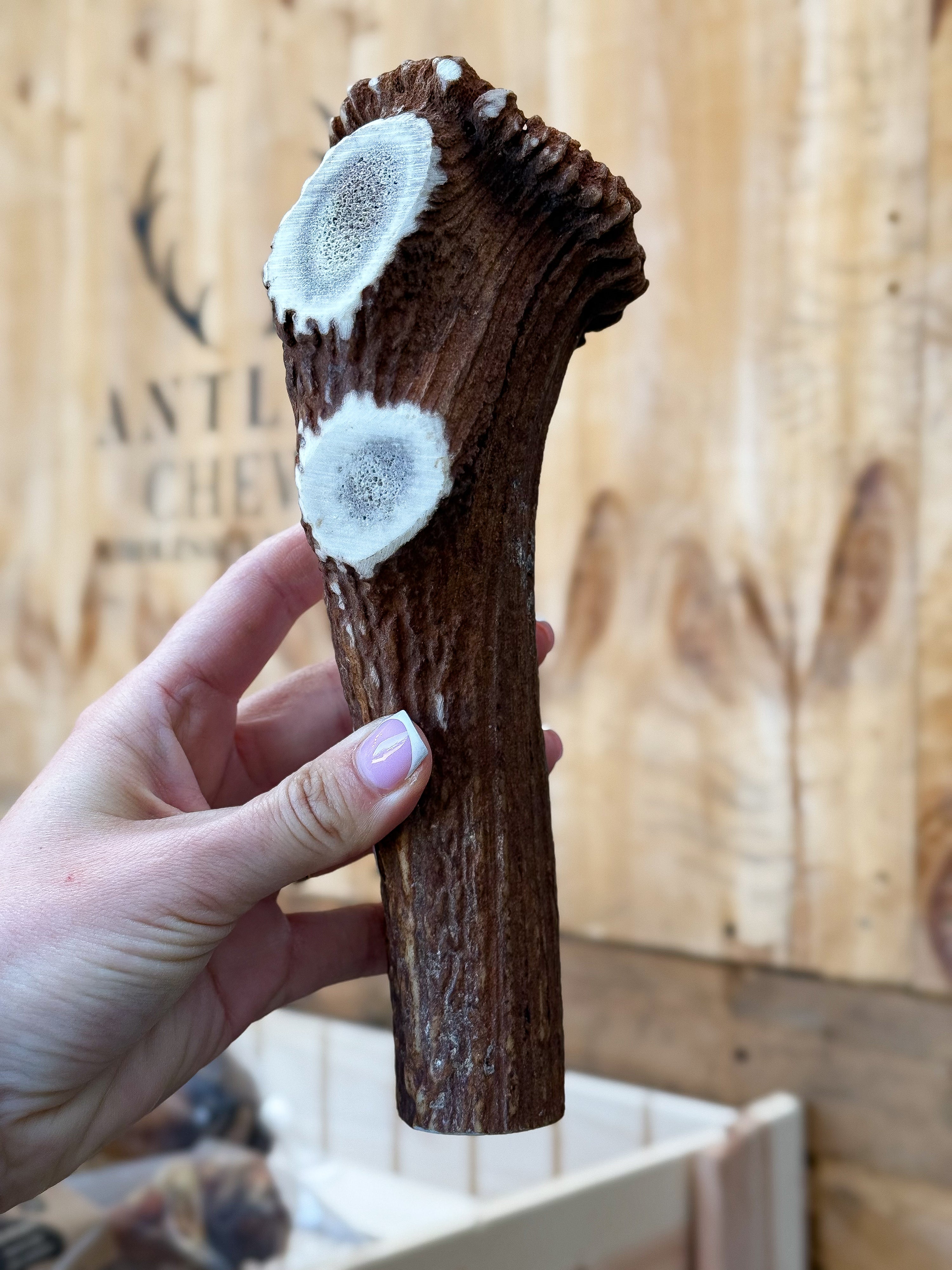 Satisfy your dog's chewing urges with our Limited Chews. Dense and long-lasting, it is perfect for dental health and anxiety relief  - Antler Chew 