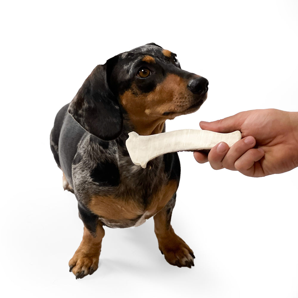 Moose Antler Chew