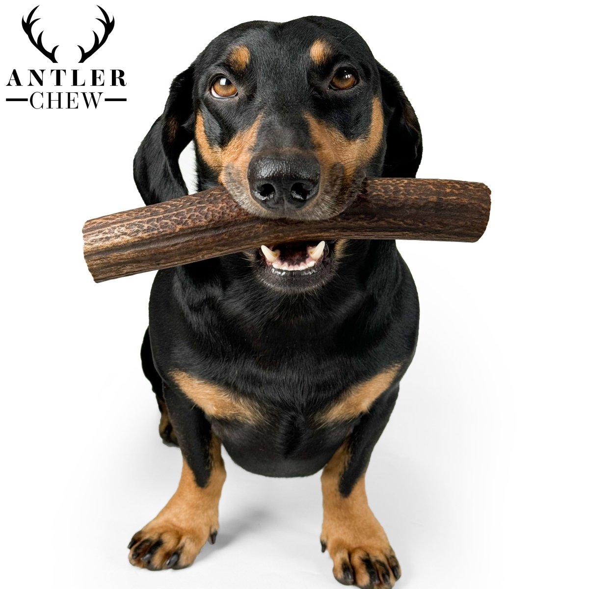 Large Plus Deer Antler Chew 200g - 240g - Antler Chew