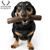 Large Plus Deer Antler Chew 200g - 240g - Antler Chew