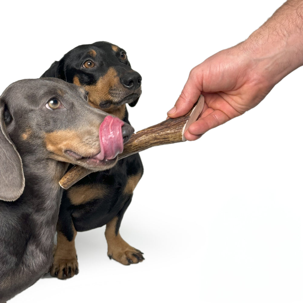 Moose Antler Chew
