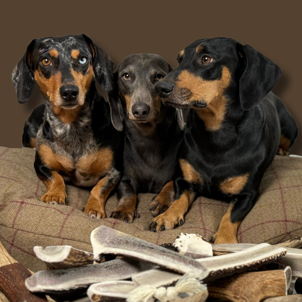 Antler Chew