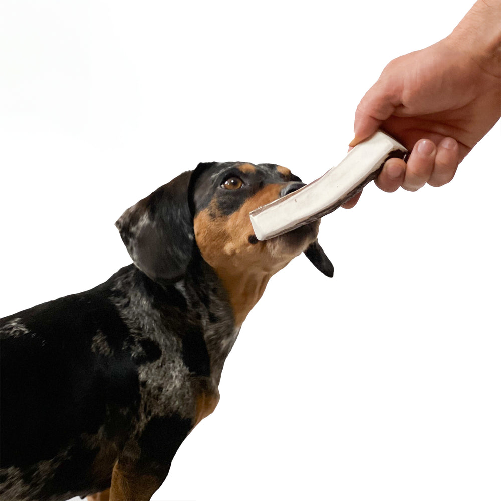 Moose Antler Chew