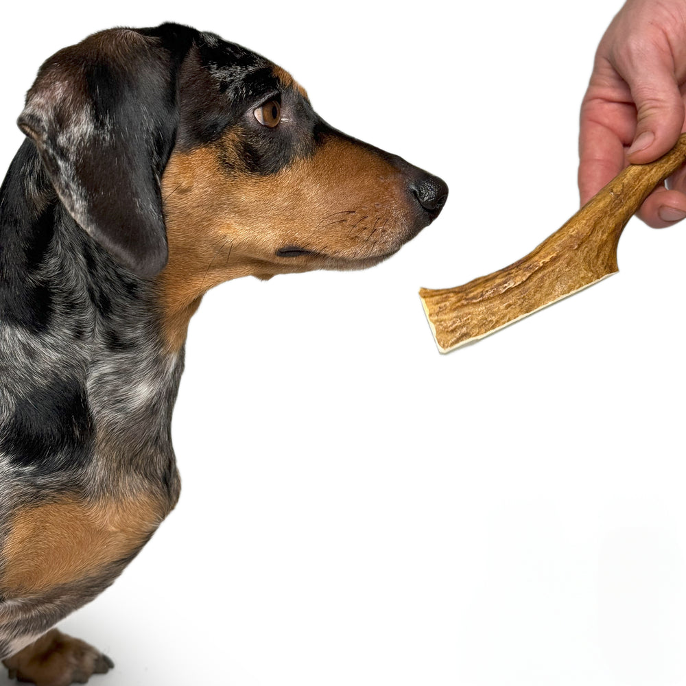 Moose Antler Chew