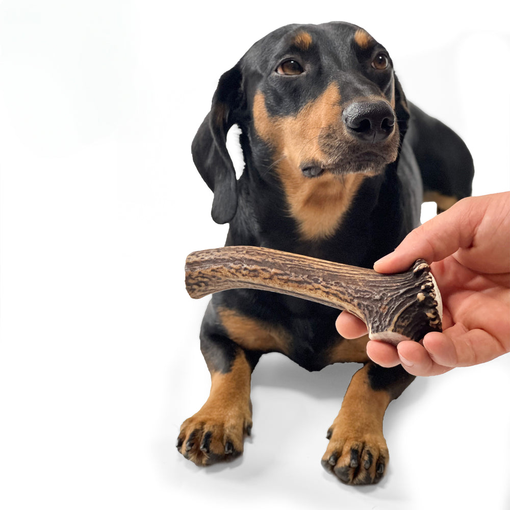Deer Antler Chew