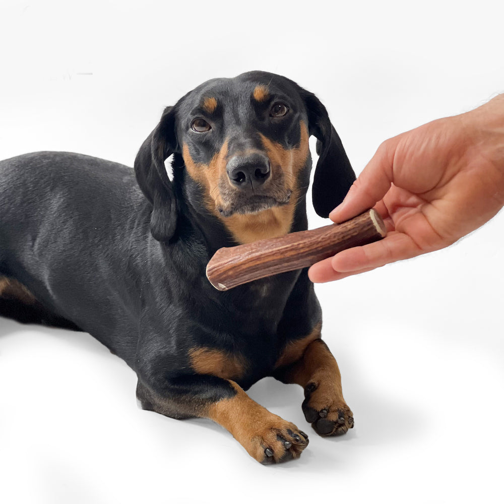 Deer Antler Chew