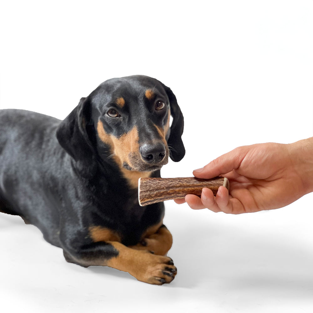 Deer Antler Chew