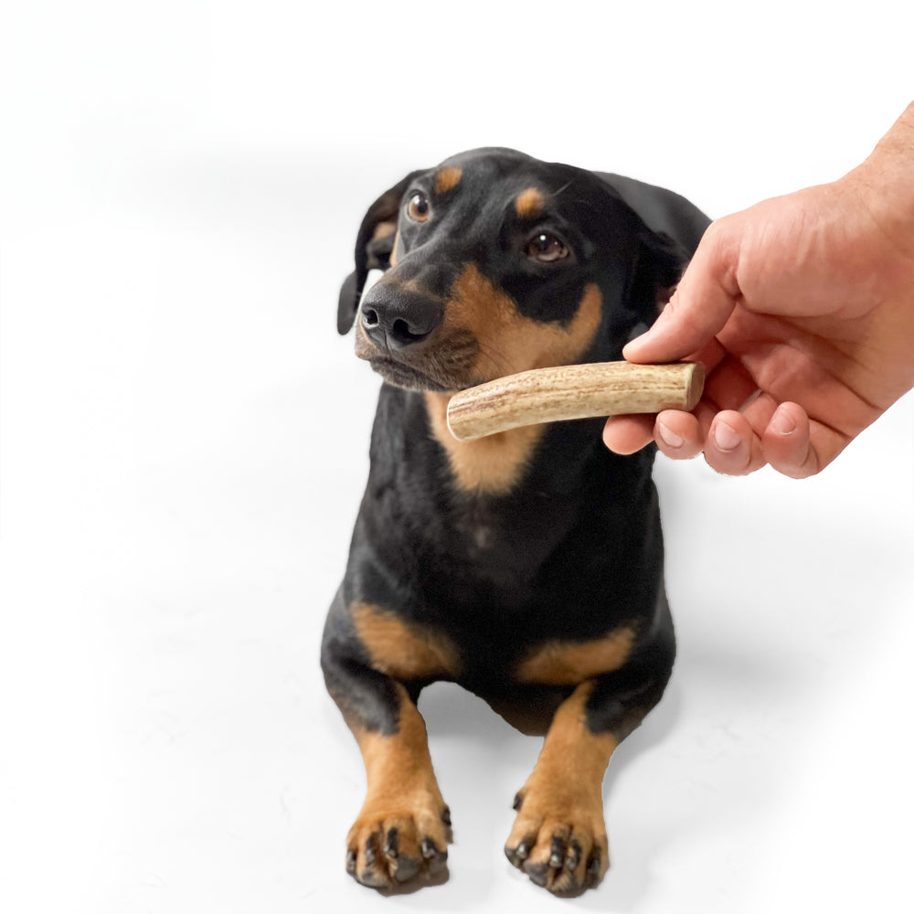Deer Antler Chew