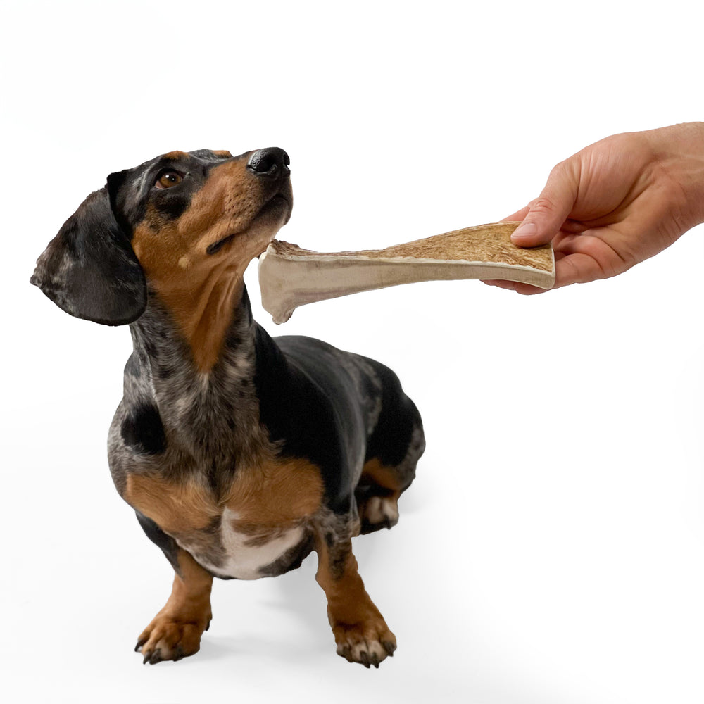 Moose Antler Chew