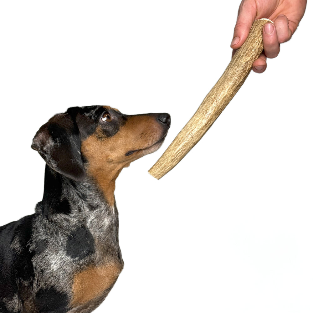 Moose Antler Chew