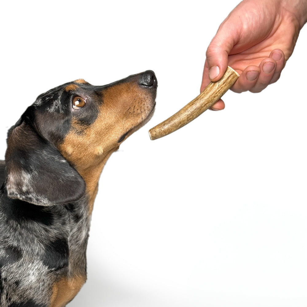 Moose Antler Chew