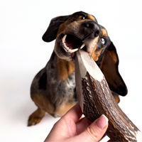 BuckHorn Cut Antler Chew features two open ends for easy marrow access while maintaining durability. Perfect for picky chewers who need long-lasting engagement!  - Antler Chew 