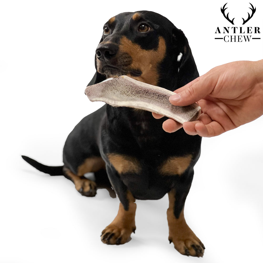 Split Deer Antler Chew - Antler Chew