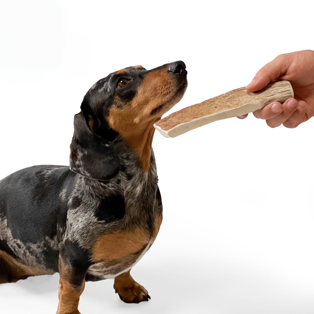 Moose Antler Chew