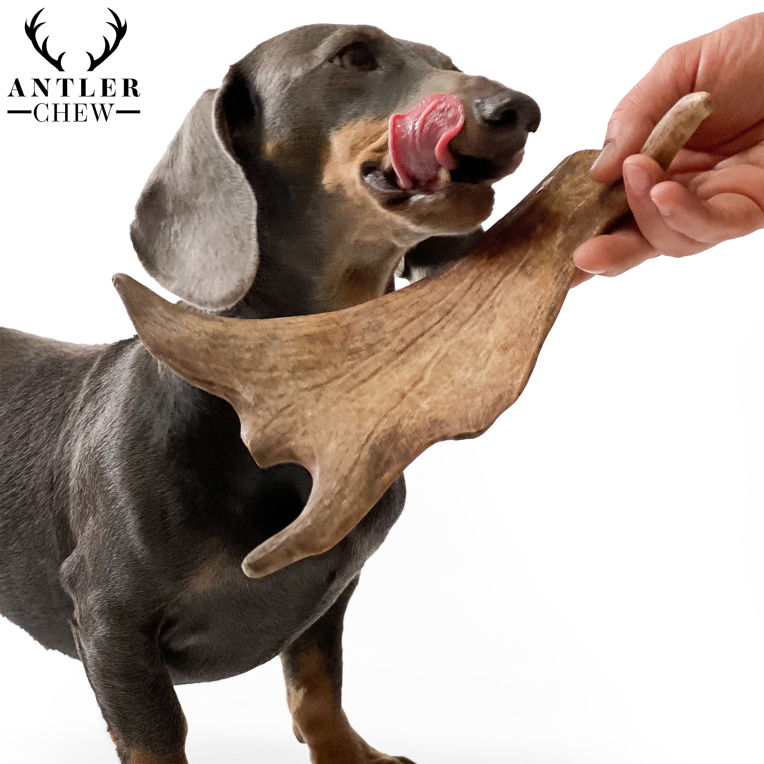 Fallow antler shop dog chew