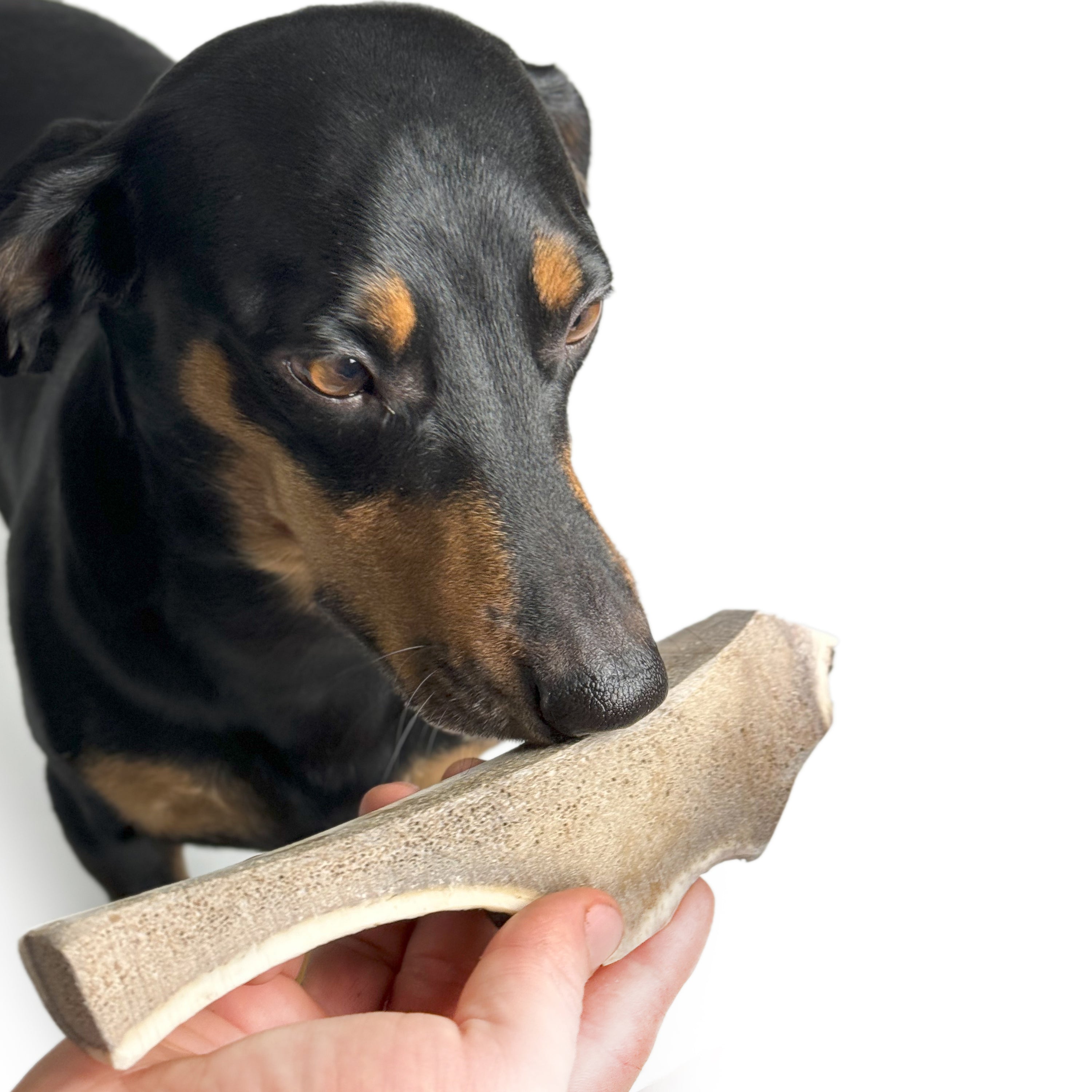 Split Deer Antler Chew - Main Image