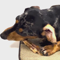 Antler Chew