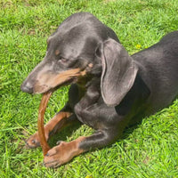 Antler Chew