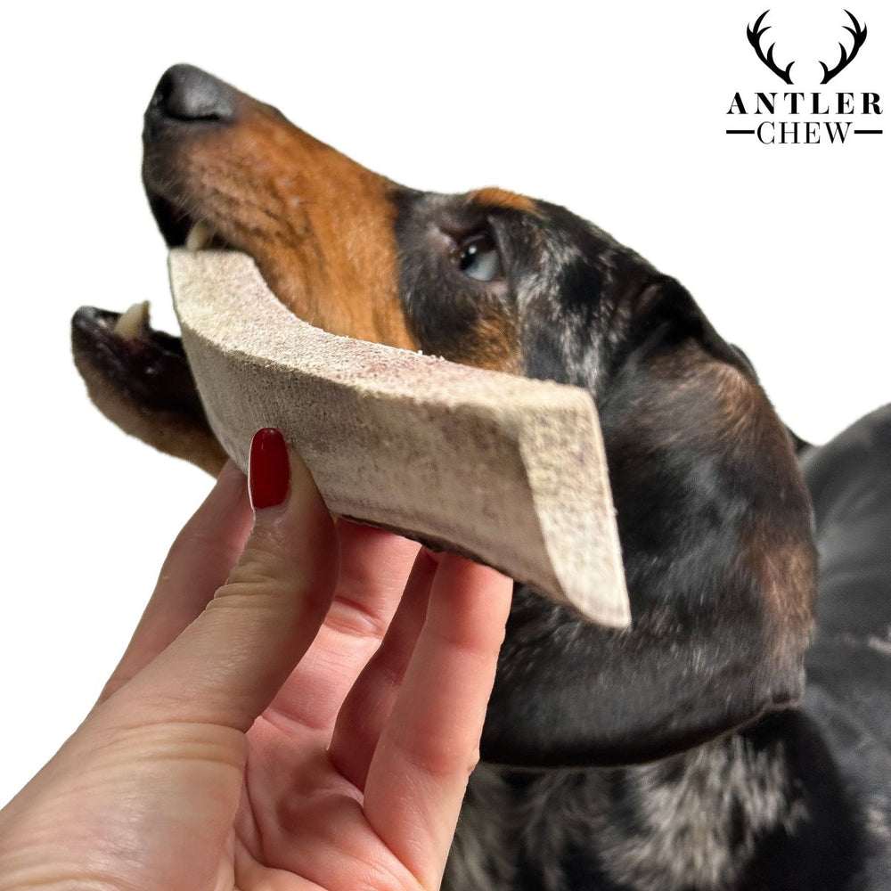 Split Deer Antler Chew - Antler Chew