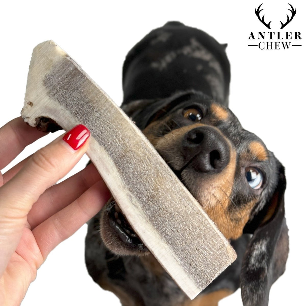 Split Deer Antler Chew - Antler Chew