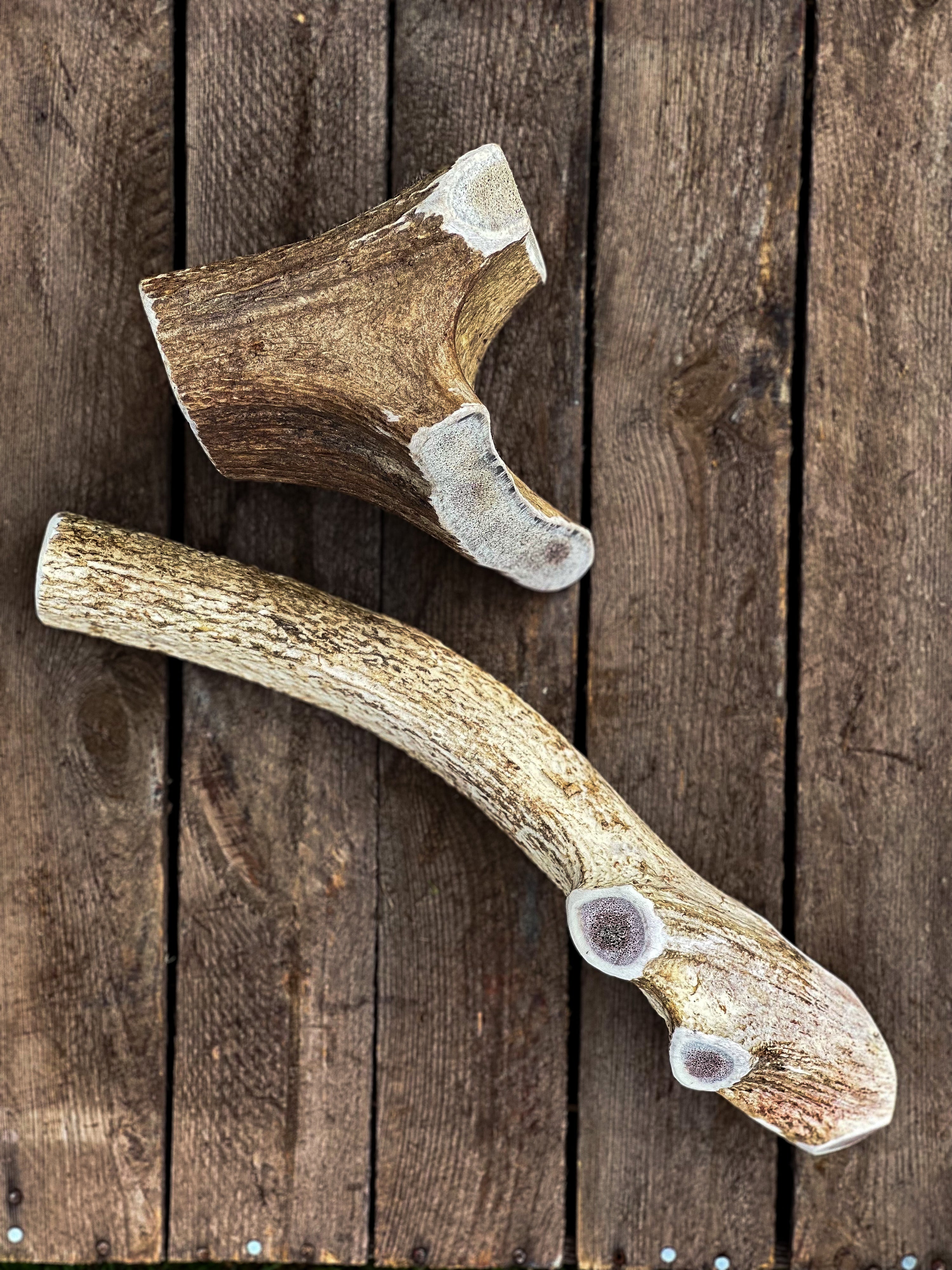 New ! JUMBO SXL  Red Deer Antler - Antler Chew