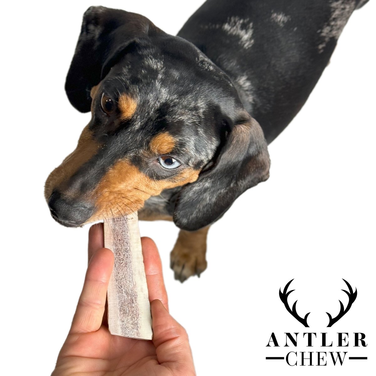 Antler Dog Chews Shop Antler Chews for Dogs UK Wide