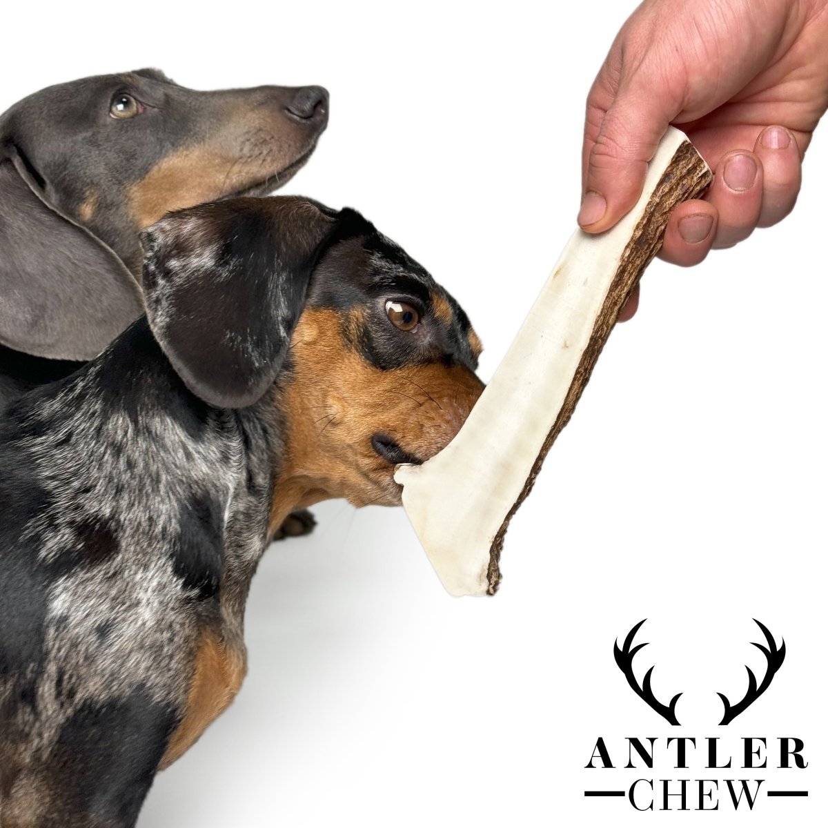 Elk antler dog chew best sale